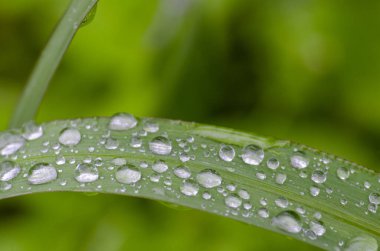 Yeşil yapraktaki yağmur damlalarını veya damlacıkları kapat.