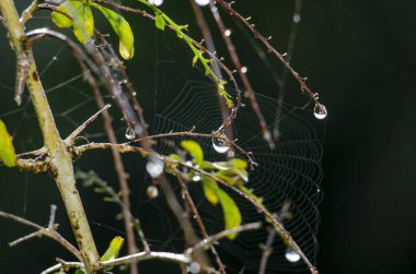 Bulanık doğa arka planına sahip güzel bitki manzaralı yağmur damlacıkları.