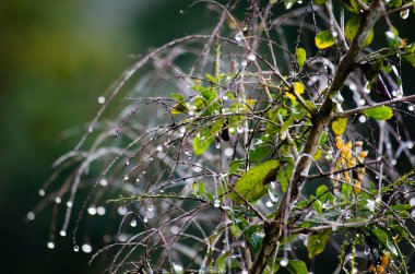 Bulanık doğa arka planına sahip güzel bitki manzaralı yağmur damlacıkları