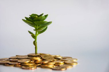 Altın paralara kök salmış yeşil bitki. Yazı için özel alanı var. Refah ve akıllı finansal planlama teması.