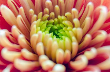 Canlı kıvrımlı taç yapraklı parlak pembe makro çiçek.