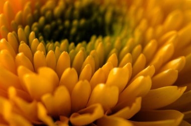 Turuncu kasımpatı makro pozu kalın kıvrımlı taç yaprakları ve zengin sonbahar tonlarını gözler önüne seriyor.