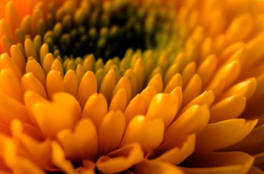 Turuncu kasımpatı makro pozu kalın kıvrımlı taç yaprakları ve zengin sonbahar tonlarını gözler önüne seriyor.