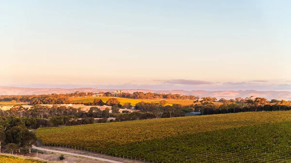 Wijngaarden Mclaren Vale Bij Zonsondergang Zuid Australië — Stockfoto