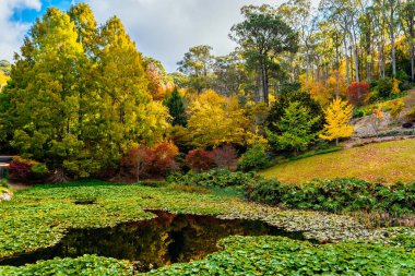 Mount Lofty halk parkı sonbahar mevsiminde bir gün