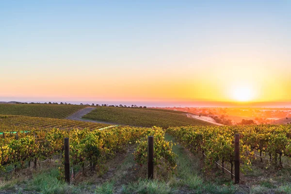 Beautiful Vineyards Mclaren Vale Sunset South Australia — Stok fotoğraf