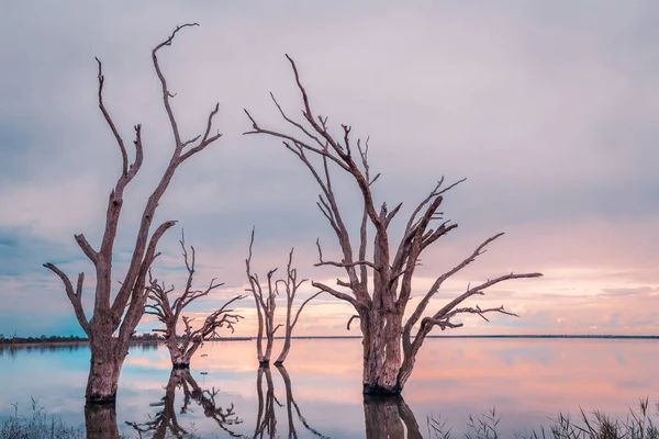 stock image Lake Bonney dead trees growing out of the water at dusk, South Australia