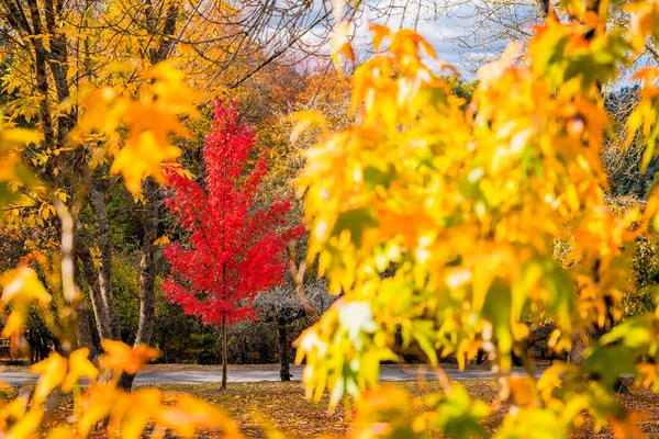 Mount Lofty Public Park Day Autumn Season Focus Red Tree — Stock Photo, Image