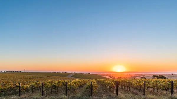 Espectacular Puesta Sol Sobre Valle Mclaren Vale Atardecer Australia Meridional —  Fotos de Stock