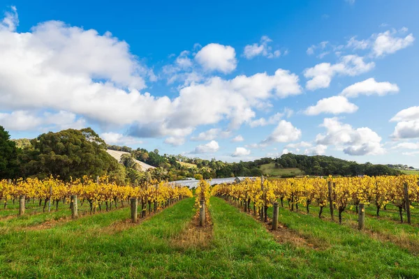 Wijngaarden Herfst Adelaide Hills Zuid Australië Rechtenvrije Stockafbeeldingen