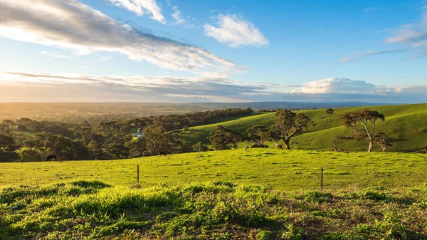 南澳大利亚州威伦加山区冬季绿地 免版税图库照片
