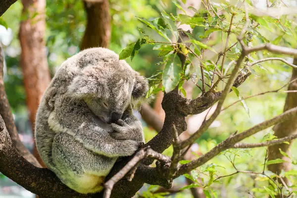 Koala bear sleeping on the tree on a day in Australia