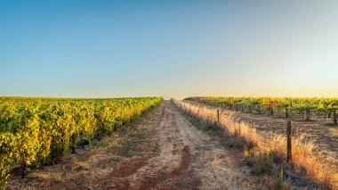 Barossa Vadisi üzüm bağları gün batımında, Tanunda, Güney Avustralya