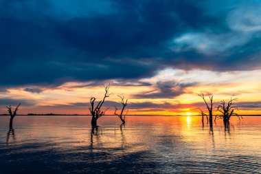 Günbatımında sudaki ölü ağaç kütükleriyle Bonney Gölü, Güney Avustralya, Barmera