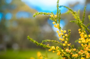 Altın Sazan Ağacı (Acacia pycnantha), Ağustos ayı sonlarında çiçek açar. Sazan ağacı, canlı sarı çiçekleri ve kışın sonunda açan çiçekleri ile tanınan bir Avustralya yerlisidir.