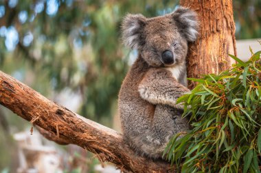 Avustralya koalası bir gün Güney Avustralya 'da okaliptüs dalında uyuyor.