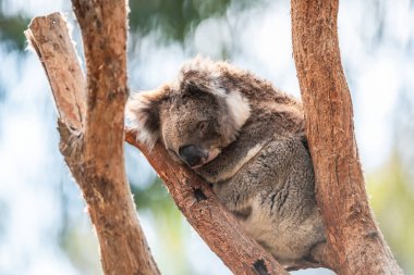 Avustralya koalası bir gün ağaç dalında oturuyor, Adelaide Hills, SA