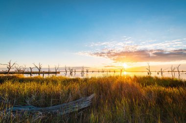 Bonney Gölü 'nde bulutlarla muhteşem bir gün batımı. Sudan çıkan ağaç siluetleri, Barmera, Güney Avustralya.
