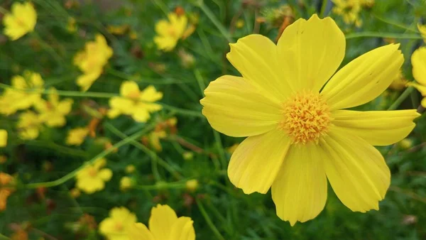 Güzel sarı çiçek koreopsis lanceolatas çiçekleri bulanık arkaplanlı