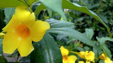 Alamanda Güzel Sarı Allamanda Cathartica Çiçeği Kapanış Bulanık Arkaplan Bahçede