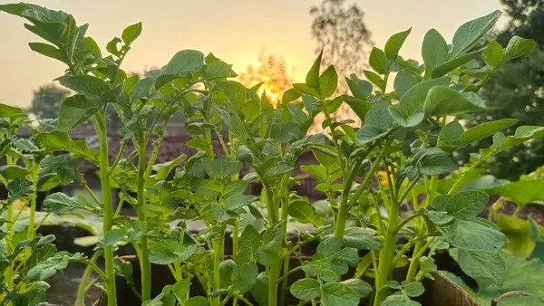 Yeşil yapraklı patates fabrikası arka planda gün doğumuna ev sahipliği yapıyor.