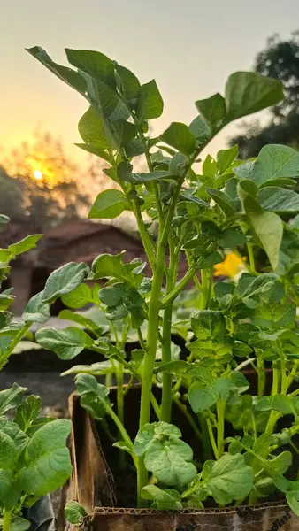 Yeşil ve taze bahçeli patates bitkileri arka planda gün doğumu.
