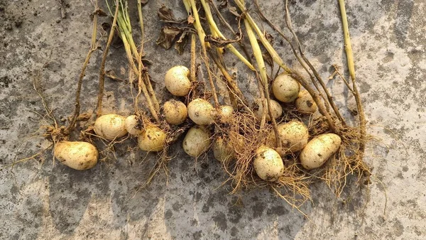 Patates fabrikası ve yerde yeni patatesler.