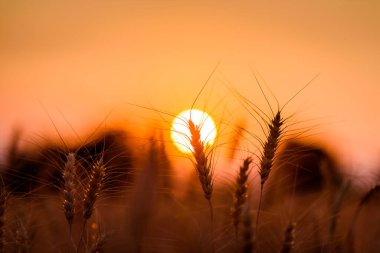 Gün batımında siluet arpa ya da buğday tarlası 