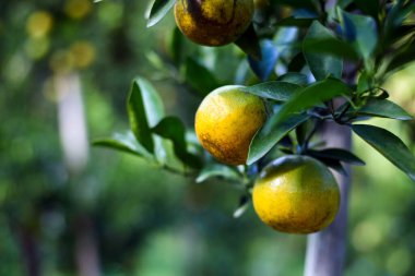 Portakal bahçesindeki ağaçta asılı taze portakallar.