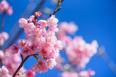 Güzel Pembe Kiraz Çiçeği ya da Sakura Çiçeği mavi gökyüzünde açan doğa arka planında