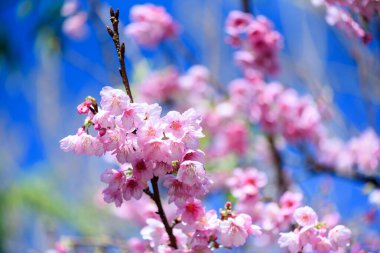 Güzel Pembe Kiraz Çiçeği ya da Sakura Çiçeği mavi gökyüzünde açan doğa arka planında