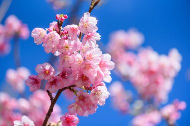 Güzel Pembe Kiraz Çiçeği ya da Sakura Çiçeği mavi gökyüzünde açan doğa arka planında
