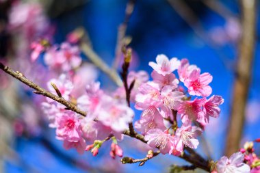 Güzel Pembe Kiraz Çiçeği ya da Sakura Çiçeği mavi gökyüzünde açan doğa arka planında