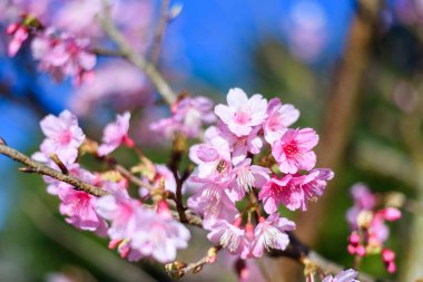 Güzel Pembe Kiraz Çiçeği ya da Sakura Çiçeği mavi gökyüzünde açan doğa arka planında