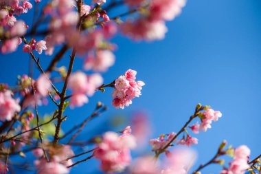 Güzel Pembe Kiraz Çiçeği ya da Sakura Çiçeği mavi gökyüzünde açan doğa arka planında