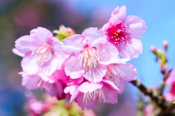 Beautiful Pink Cherry Blossom Sakura Flower Blooming Blue Sky Nature — Stock Photo, Image