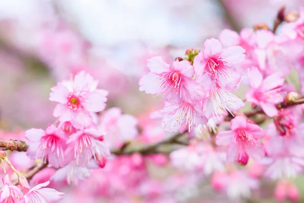 Belle Fleur Cerisier Rose Sakura Fleurissant Dans Ciel Bleu Sur Photo De Stock