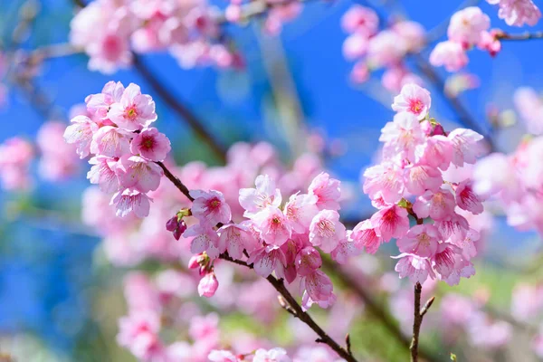 Belle Fleur Cerisier Rose Sakura Fleurissant Dans Ciel Bleu Sur Images De Stock Libres De Droits