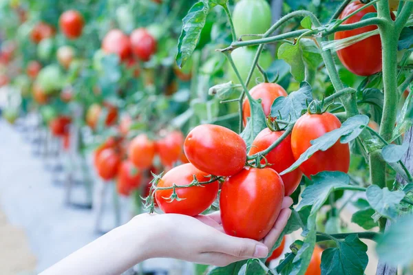 Femme Cueillette Main Des Tomates Rouges Mûres Dans Ferme Serre Image En Vente