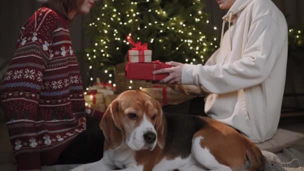 在圣诞树的背景下 一个哥哥送给他姐姐一份礼物 旁边躺着一只漂亮的小猎犬 新年假期的概念 — 图库视频影像