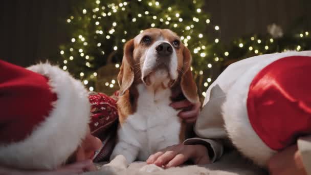 Újévi Hangulat Tinédzserek Földön Fekszenek Jól Érzik Magukat Kutyájukkal Karácsonyfa — Stock videók