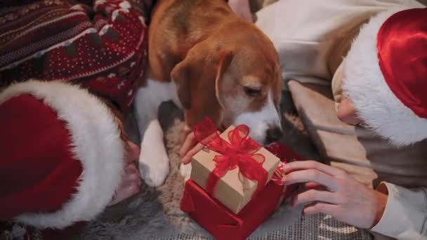 青少年们躺在地上 和他们的狗玩得很开心 狗吃圣诞礼物盒里的糖果 — 图库视频影像