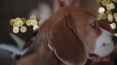 Güzel bir köpeğin başını çevirip kameraya baktığı yakın plan. Sahibi tarafından okşanır. Bulanık bir arkaplanda parlayan bir Noel ağacı.