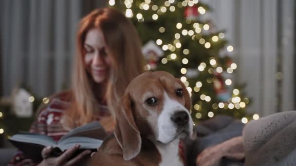 クリスマスの雰囲気 美しい女性に襲われた犬にカメラがズームし 彼女は本を読んでいる 背景がぼやけているクリスマスツリー — ストック動画