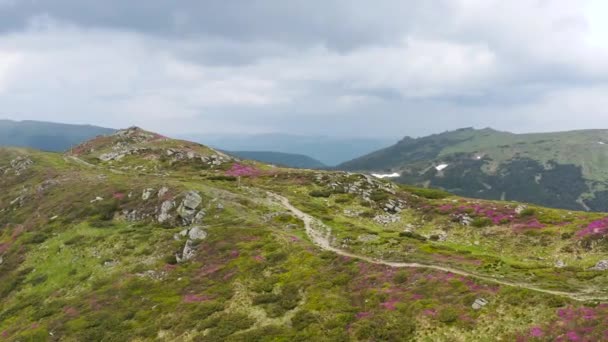 Oszałamiające Piękno Masywu Górskiego Pokrytego Pięknymi Kwiatami Mchem Piękny Panoramiczny — Wideo stockowe