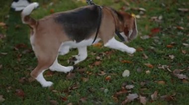 Köpekleriyle koşan iki genç kızın yakın çekimi. Tasmalı köpek, dikiz aynası..