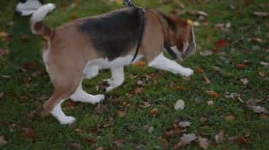 Köpekleriyle koşan iki genç kızın yakın çekimi. Tasmalı köpek, dikiz aynası..