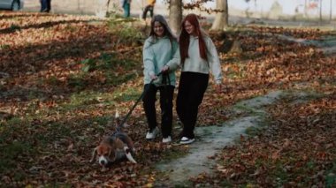 İki genç kız parkta köpeklerini gezdiriyorlar, köpek kurtulmaya çalışıyor, ama kızlar tasmayı sıkıca tutuyor. Parkta sonbahar yürüyüşü. Kızlar yüzlerinde neşeyle gülümsüyor.