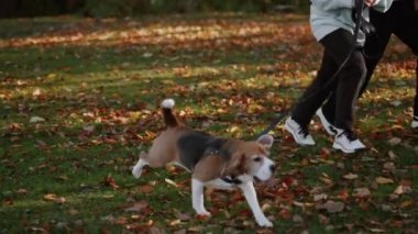 Sonbahar parkında tasmalı bir köpek ve iki gencin yakın çekimi. Dili dışarı fırlamış bir köpeğin inanılmaz görüntüsü, komik görünüyor..