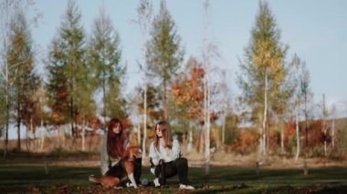 Kız köpekten oy vermesini ister, ve sonuç olarak, komutayı yerine getirdiği için ödül alır. Sonbahar parkının inanılmaz renkleri. Güzel bir erkek. Hayvan eğitimi kavramı. Genel plan.